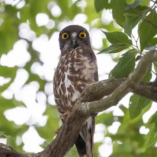 白山姫神社の動物