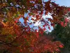 胡宮神社（敏満寺史跡）の自然