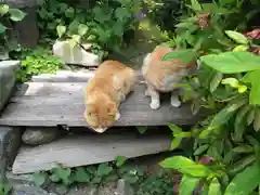 宝山寺の動物