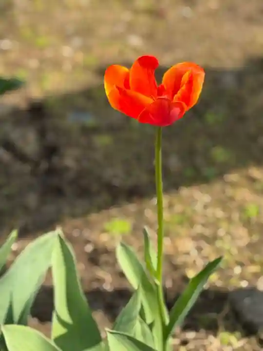 西方山極楽寺(岐阜県)