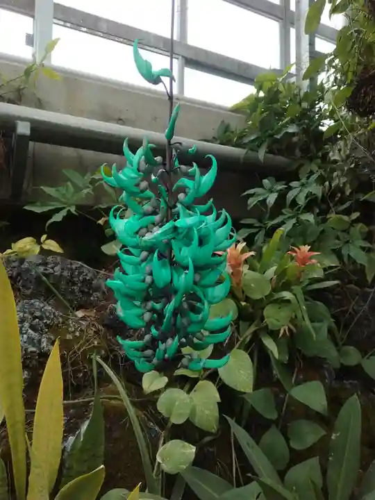 深大寺(東京都)