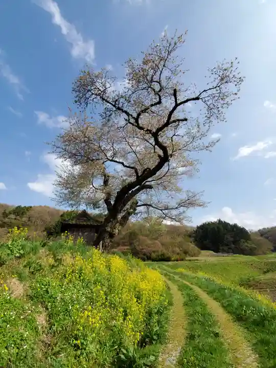 小沢の桜祠の自然