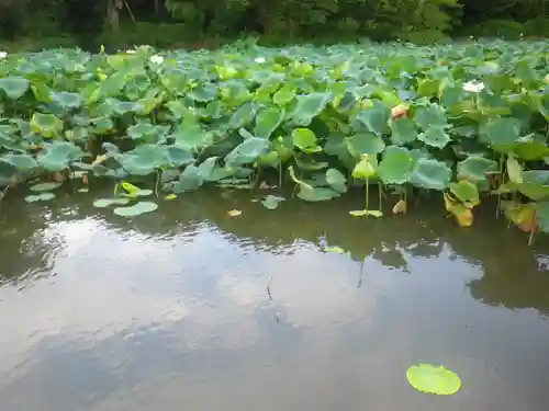 鶴岡八幡宮の庭園