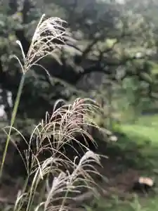 木舟山 順教寺の自然(2021年09月13日(月) 10時22分22秒投稿)