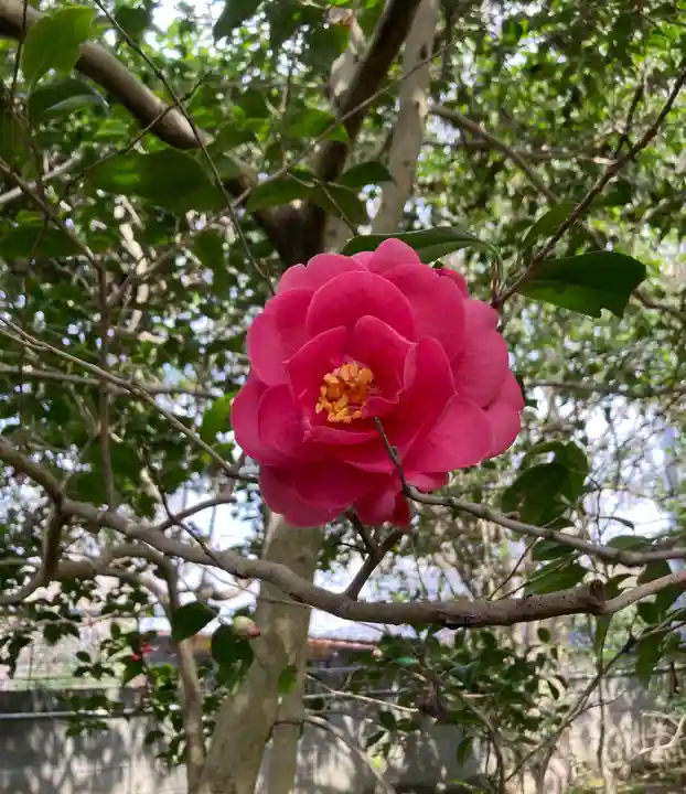 霊鑑寺門跡(京都府)
