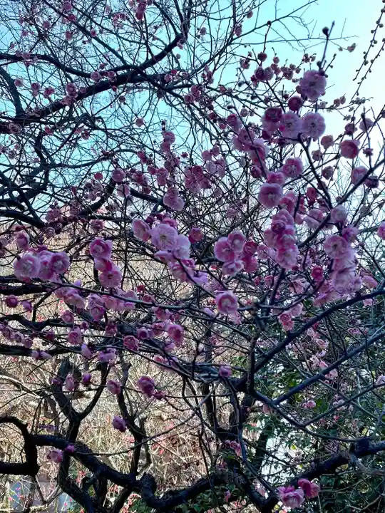 牛天神北野神社(東京都)