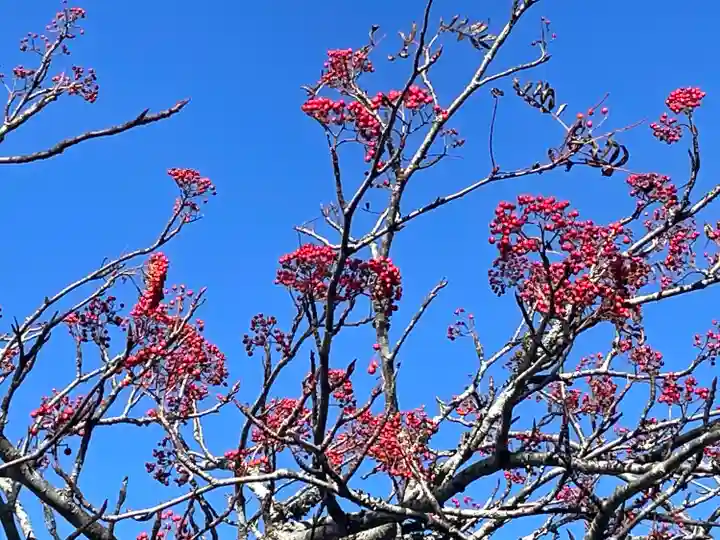 劔山本宮宝蔵石神社の自然