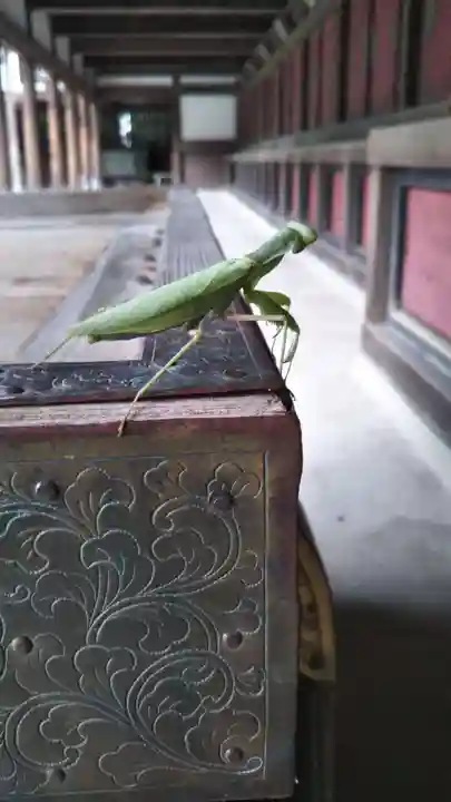 秩父神社の動物