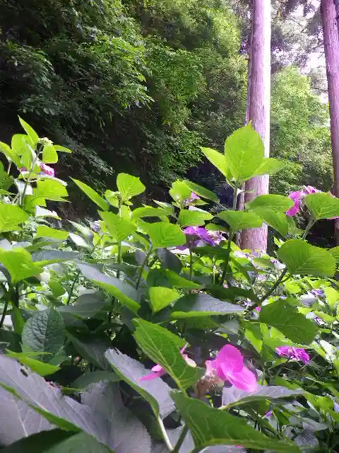 御霊神社の自然