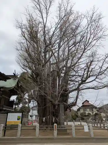 葛飾八幡宮(千葉県)