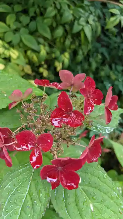 三輪神社の自然