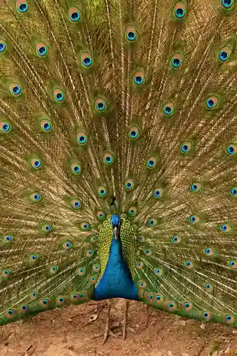 楽法寺（雨引観音）(茨城県)