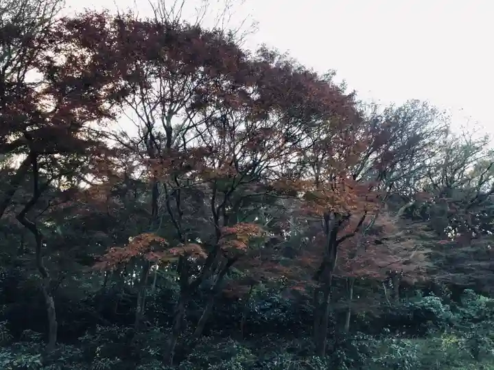 明治神宮の自然