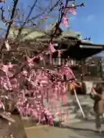 桜神宮の{uncategorized: "未分類", other: "その他", undefined: "問題あり", building: "その他建物", grave: "お墓", sacred_gate: "鳥居", guardian: "狛犬", statue: "像", buddha: "仏像", history: "歴史", nature: "自然", garden: "庭園", animal: "動物", pagoda: "塔", temizu: "手水舎", mountain_gate: "山門・神門", sanctuary: "本殿・本堂", subordinate: "末社・摂社", art: "芸術", scenery: "景色", jizo: "地蔵", ema: "絵馬", goshuin: "御朱印", omikuji: "おみくじ", items: "授与品その他", amulet: "お守り", goshuincho: "御朱印帳", eats: "食事", festival: "お祭り", votive_dance: "神楽", shichigosan: "七五三参", wedding: "結婚式", experience: "体験その他", initially: "初詣", around: "周辺", anti_infection: "感染症対策"}