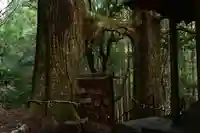 地主神社(桑の川の鳥居杉)(高知県)