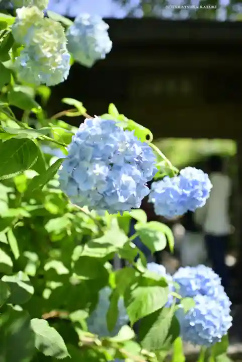 明月院(神奈川県)