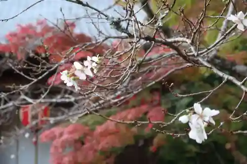 赤山禅院の自然