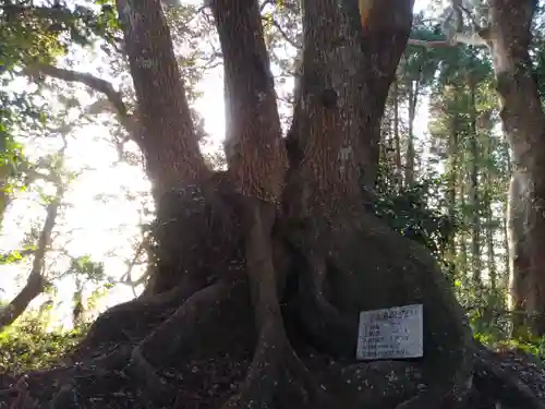 天満神社の自然