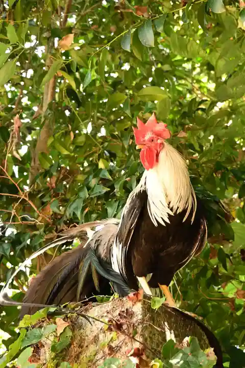 浪打八幡宮(香川県)
