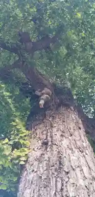 上小岩天祖神社の自然