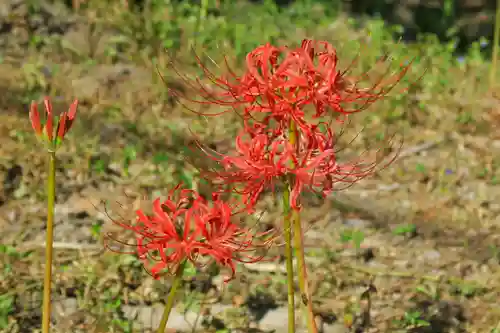 若宮八幡宮(京都府)