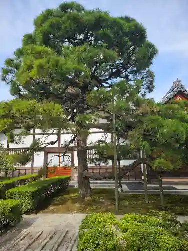 慈照寺（慈照禅寺・銀閣寺）(京都府)