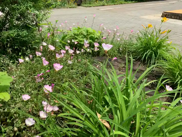 鷺宮八幡神社の自然