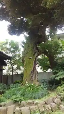 大森山王日枝神社の自然