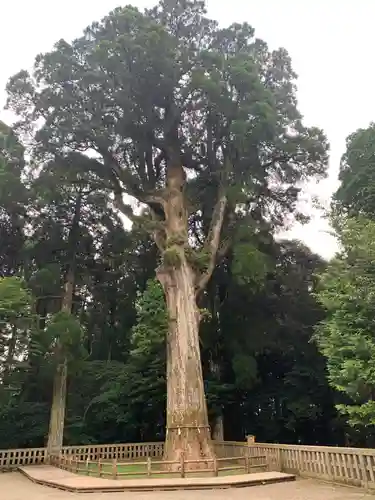 霧島神宮の自然
