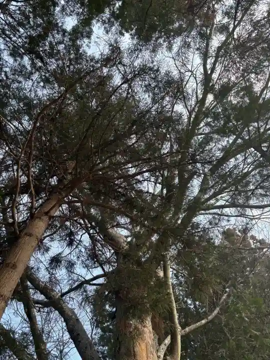 八幡神社の{uncategorized: "未分類", other: "その他", undefined: "問題あり", building: "その他建物", grave: "お墓", sacred_gate: "鳥居", guardian: "狛犬", statue: "像", buddha: "仏像", history: "歴史", nature: "自然", garden: "庭園", animal: "動物", pagoda: "塔", temizu: "手水舎", mountain_gate: "山門・神門", sanctuary: "本殿・本堂", subordinate: "末社・摂社", art: "芸術", scenery: "景色", jizo: "地蔵", ema: "絵馬", goshuin: "御朱印", omikuji: "おみくじ", items: "授与品その他", amulet: "お守り", goshuincho: "御朱印帳", eats: "食事", festival: "お祭り", votive_dance: "神楽", shichigosan: "七五三参", wedding: "結婚式", experience: "体験その他", initially: "初詣", around: "周辺", anti_infection: "感染症対策"}