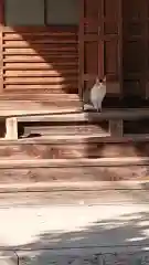 圓福寺（円福寺）の動物