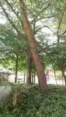 櫻木神社の自然