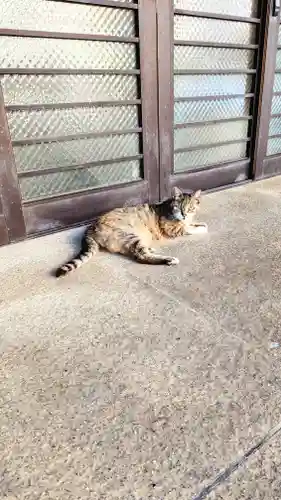 白金氷川神社の動物