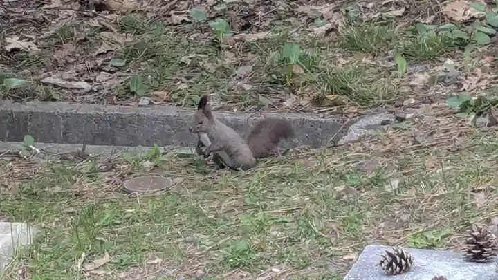 上川神社の動物