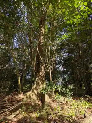 池戸八幡神社の自然