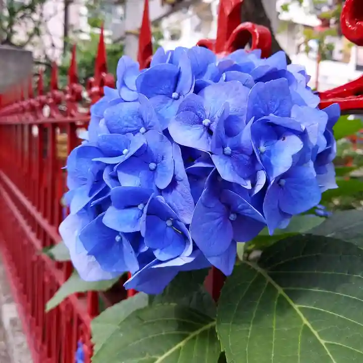 八幡神社の自然