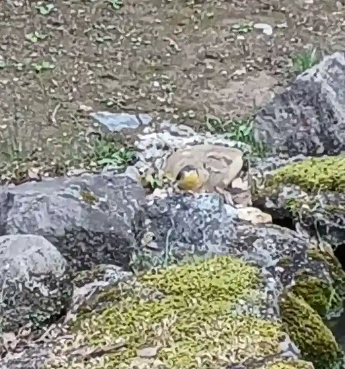 白狐山光星寺(山形県)