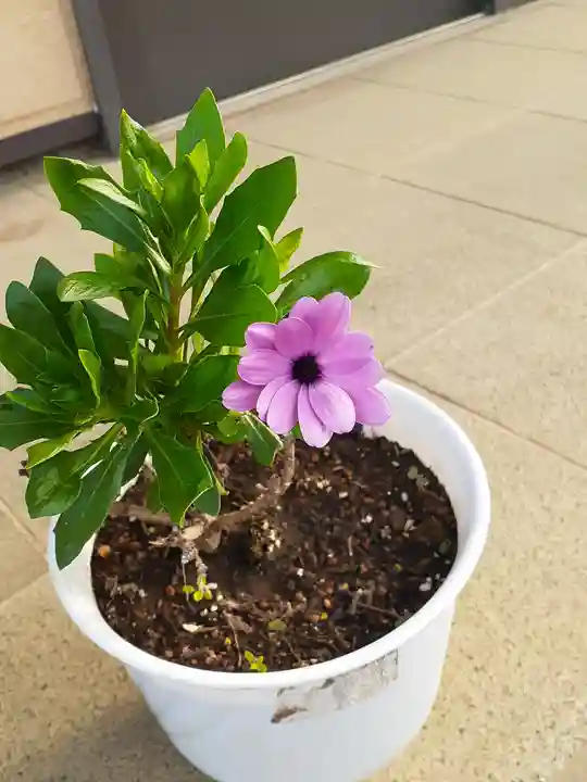 伏木香取神社(茨城県)