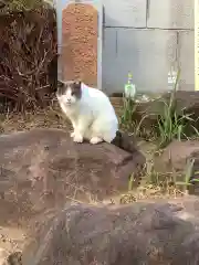 正栄寺の動物