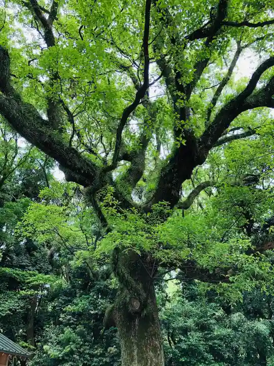 熱田神宮の自然