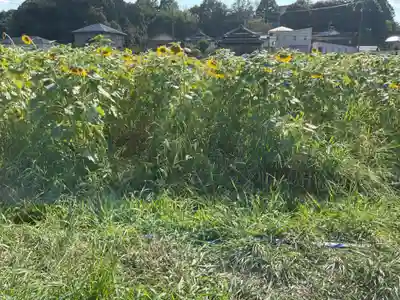 神明神社(大薮町)の周辺