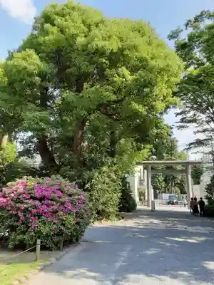 阿佐ヶ谷神明宮(東京都)