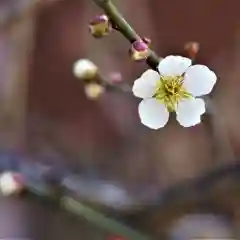 大鏑神社の自然