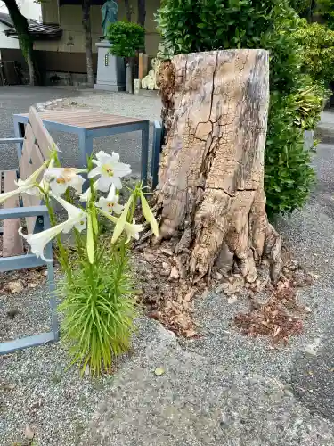 妙輪寺(神奈川県)