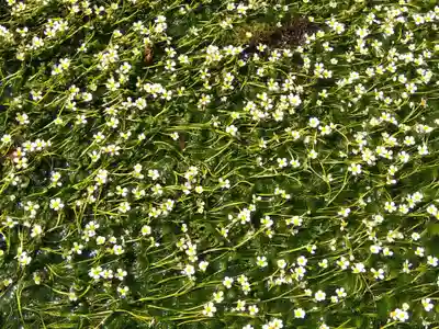 小烏神社(福井県)