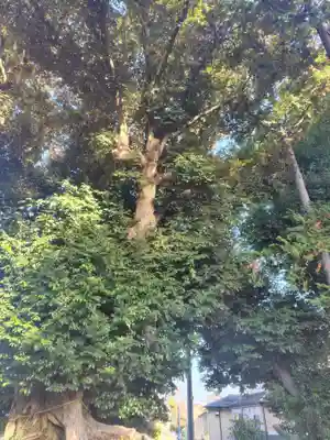 鶴ヶ丸八幡神社(埼玉県)