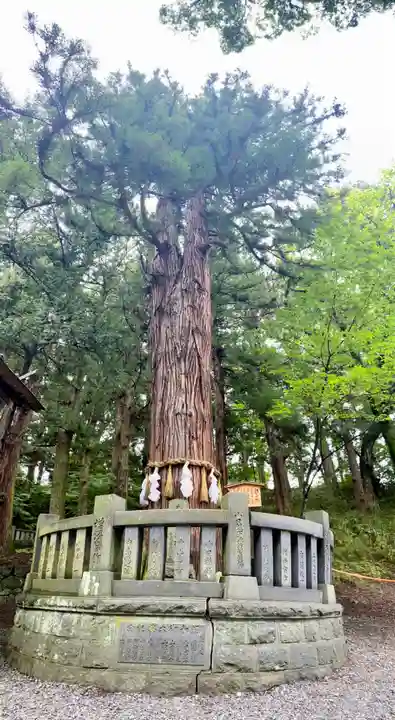 諏訪大社下社春宮の自然