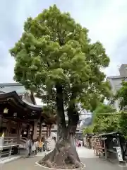 湯島天満宮の自然