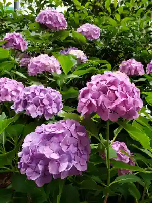 鳩森八幡神社(東京都)