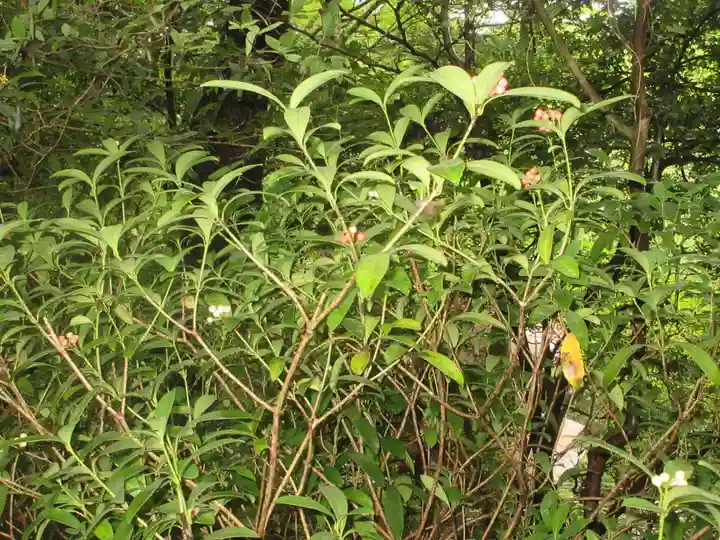 秩父御嶽神社(埼玉県)